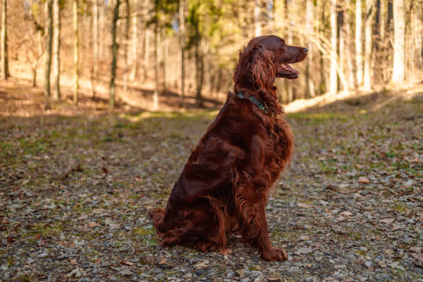 istock Setter Gordon portrait in nature 1452881657