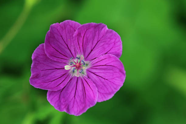 istock Pink cranesbill flower in close up 1452881690