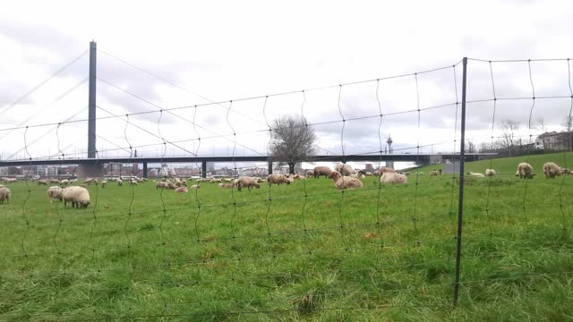 Wide-angle video of a flock of sheep against the backdrop of Düsseldorf 2022