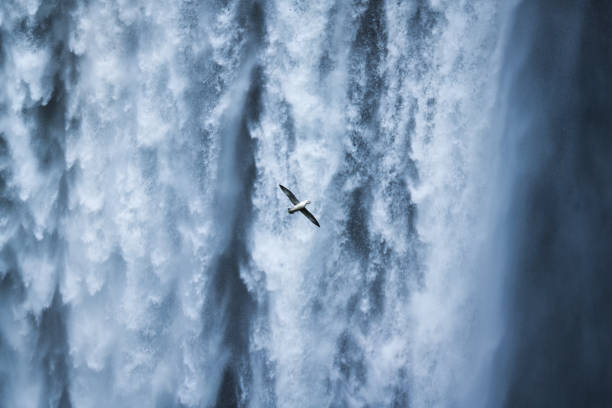 ave gaviota volando cerca de la cascada skogafoss que fluye en verano en islandia - waterfall river stream mountain fotografías e imágenes de stock