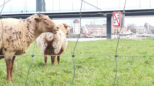 Video capturing group of sheep and in the background famous Burgplatz in Duesseldorf in December 2022