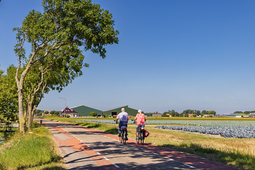 Couple cycling along an Arable field with different kinds of cabbage like Red cabbage, Green cabbage and Cauliflower  and farm in the background in North Holland in the Netherlands