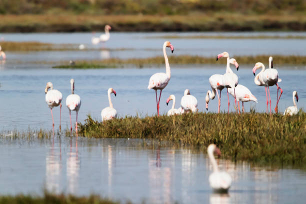 istock Flamingos in Portugal 1452884652