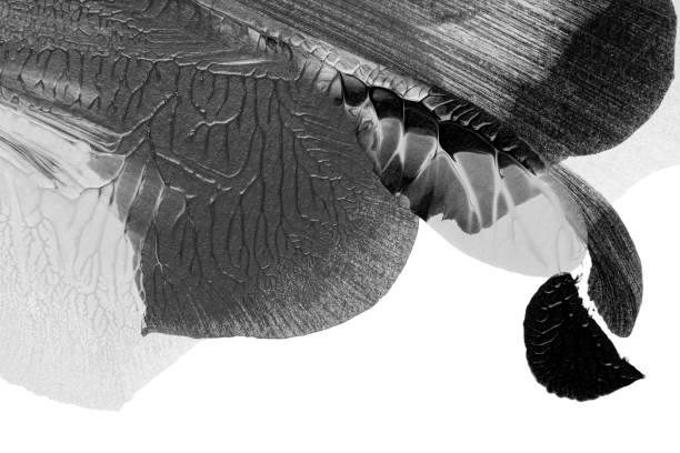istock black white abstract acrylic painting color texture on white paper background by using rorschach inkblot method 1452884994