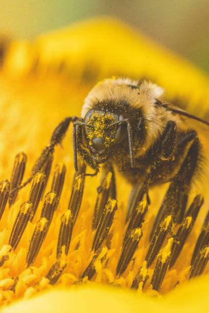 istock Bee pollinating on a yellow flower 1452885062