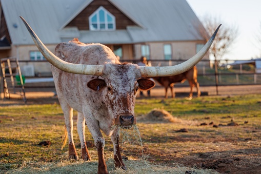 A longhorn bull grazing the grass