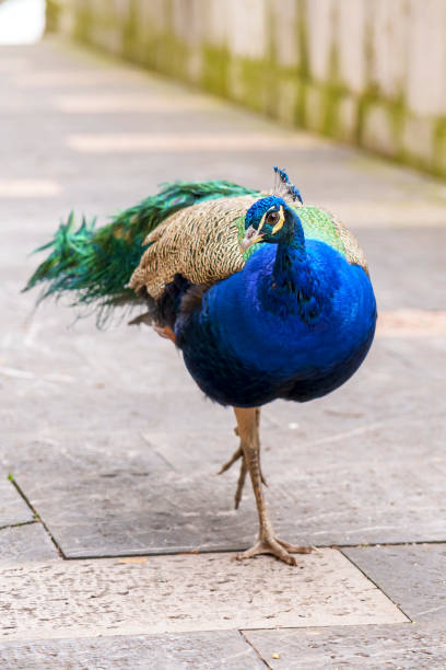 istock Elegant male peacock on city 1452886040