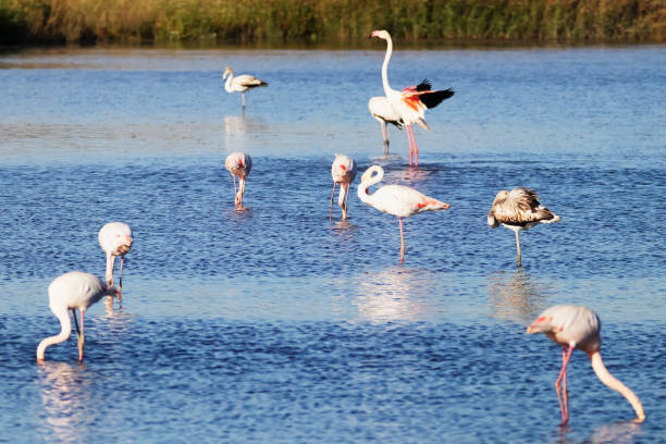 istock Flamingos in Portugal 1452886404