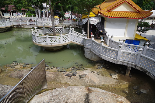 Turtle in Kek Lok Si Temple