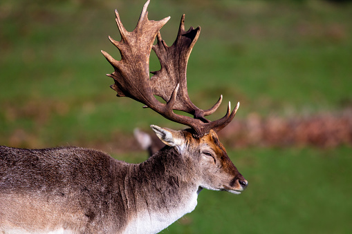 Diminutive though they may be, fallow deer bucks still pull off majestic poses in Bushy Park, in the southwest of Greater London.\nAlthough not native to England, fallow deer have been successfully introduced there and many other regions of the world.