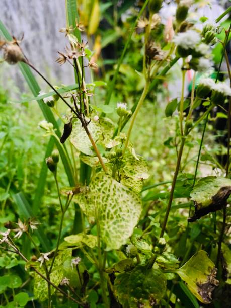 erva branca tropical (ageratum conyzoides) - whiteweed - fotografias e filmes do acervo