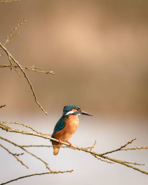 istock Vertical selective focus shot of a river kingfisher bird perched on a tree branch 1452888873