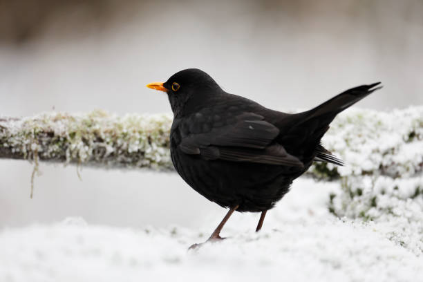 istock Blackbird (Turdus merula) Male in Winter 1452891465