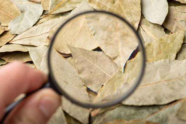 istock Magnifying glass on bay leaves 1452893726