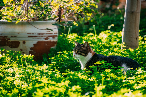Tabby Cat in the Garden