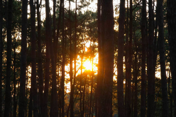 istock Beautiful pine forest landscape with sunlight shining through the trees. Forest trees covered with golden sunlight before sunset. Forest landscape. 1452895482