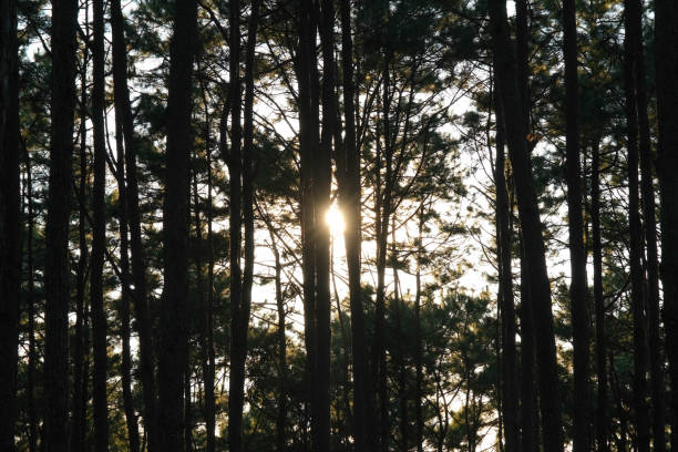 istock Beautiful pine forest landscape with sunlight shining through the trees. Forest trees covered with golden sunlight before sunset. Forest landscape. 1452895547