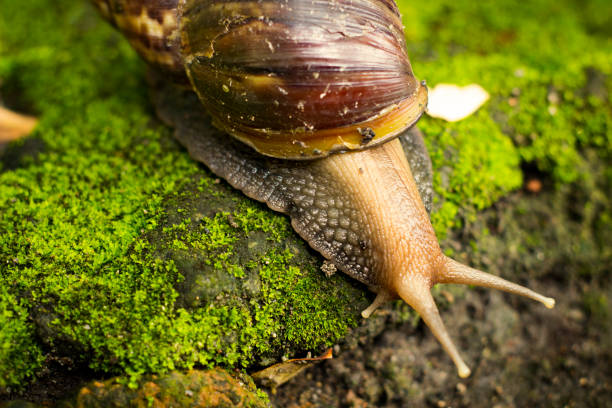 istock Giant African snail 1452896486