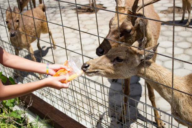 istock Close up of feeding deer 1452896495
