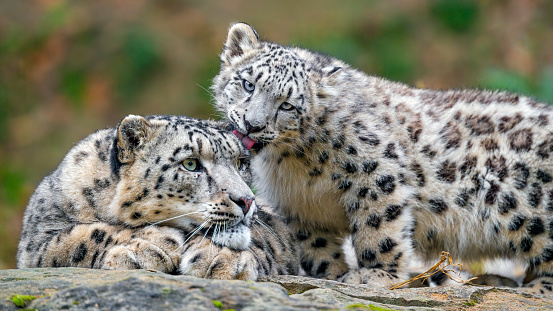 A cute scene of cub licking his parent dad!