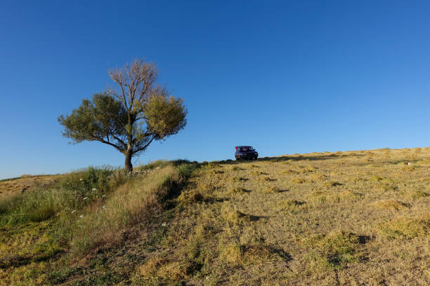 istock lentil fields, lentil fields to be harvested, lentil farming in continental climate, 1452897688
