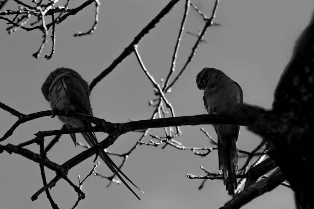 istock Parakeets of London 1452897716