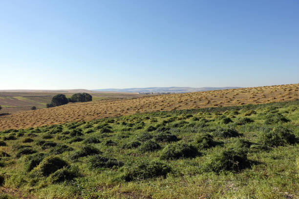 istock lentil fields, lentil fields to be harvested, lentil farming in continental climate, 1452897891