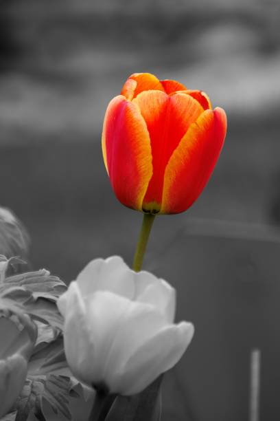 istock Vertical shot of a bicolor Tulip in a park 1452898035