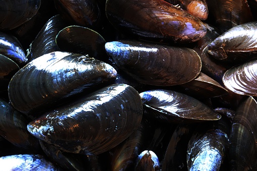 Macro photography of mussels for food background