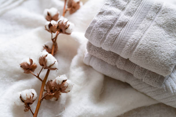 istock Stack of clean white towels and cotton branch with fluffy cotton bolls on soft blanket. Folding laundry and towels 1452899098