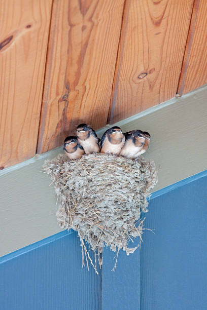 istock Five Baby Barn Swallow in a Nest 1452899547