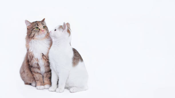 istock Close up different two cats are looking at each other. Big Cat next to a white small Cat isolated on a white background. Portrait of two cats. Animal friendship. Empty space for text. Pet. Web banner 1452900177