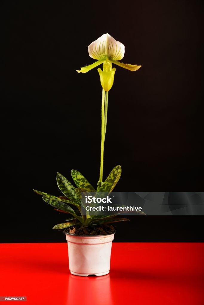 Colorida Orquídea Paphiopedilum De Pie En Una Maceta Sobre Una Mesa Roja  Sobre Un Fondo Negro En El Estudio Foto de stock y más banco de imágenes de  Amarillo - Color - iStock