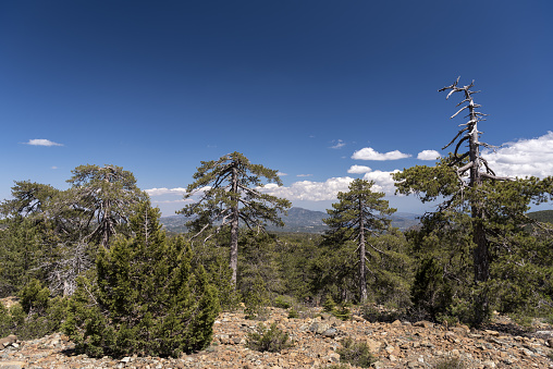 Shot at the Troodos mountain range in Cyprus. These trees are Pinus Brutia (Rough Pine), growing at the highest elevations found in Cyprus. Nikon D750 with Nikon 24-70mm ED VR zoom lens