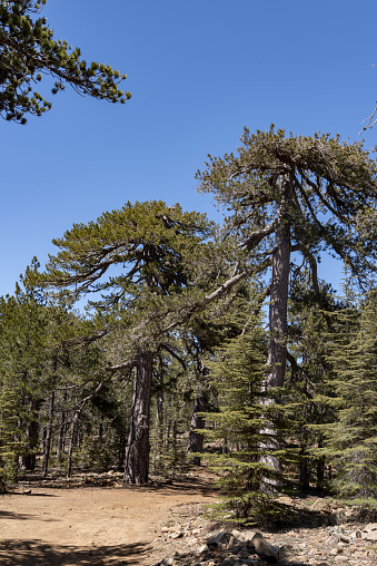 Shot at the Troodos mountain range in Cyprus. These trees are Pinus Brutia (Rough Pine), growing at the highest elevations found in Cyprus. Nikon D750 with Nikon 24-70mm ED VR zoom lens