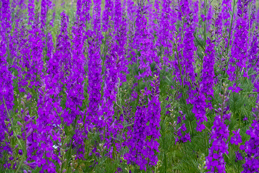 Larkspur Purple flower,close-up larkspur purple flowers,purple flower garden,