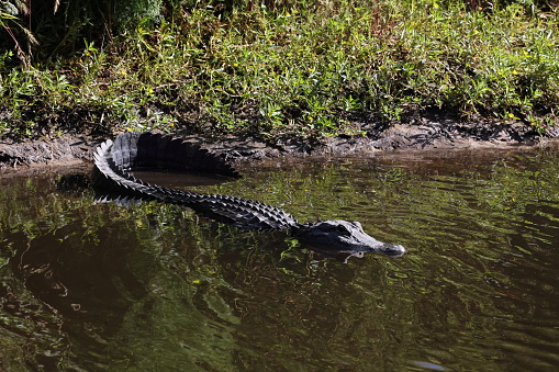 This alligator was just hanging out when I came by in a canoe.