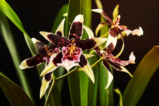 Oncidium orchid flowers on black background