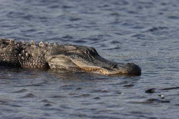 istock Alligator   Myakka River State Park Florida USA 1452901861