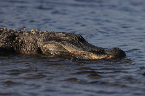 istock Alligator   Myakka River State Park Florida USA 1452901865