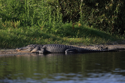 Alligator   Myakka River State Park Florida USA