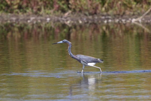 Tri-colored Heron stops for a pose