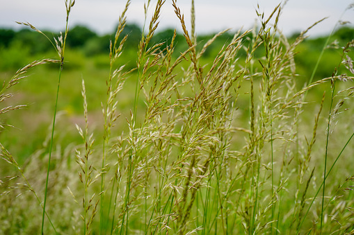 Primer plano de hierba alta con semillas photo