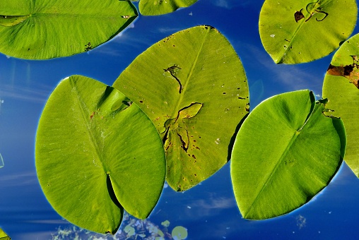green waterplants in a lake