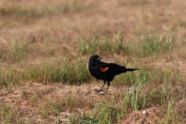 istock Redwinged Blackbird Myakka River State Park Florida USA 1452902908