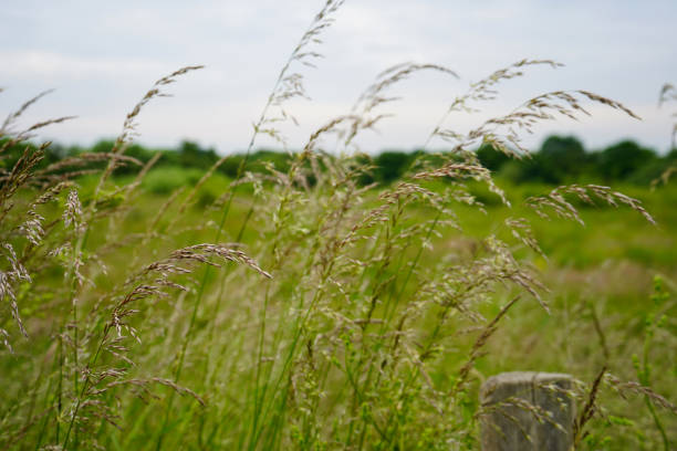 istock Close up of tall grass with seeds 1452903333