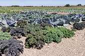 Cabbage agricultural field in North Holland in the Netherlands