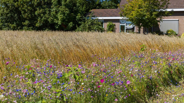 istock Nature inclusive agriculture in The Netherlands 1452903704