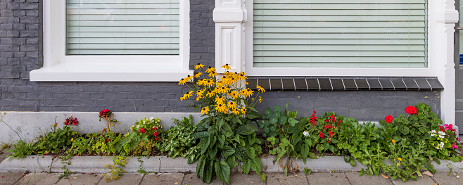 A pair of  window boxes are overflowing the flowers outside  windows of a Cape Cod home.