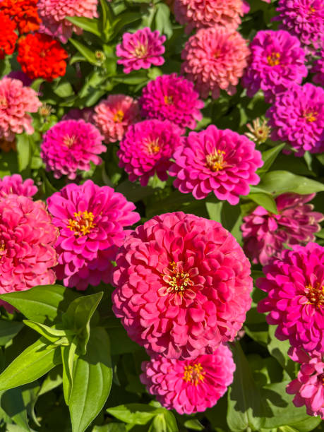 istock close-up pink Zinnia with blurred background. 1452904845